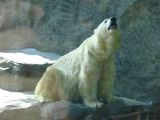 ZOO Praha - 49034 - 
