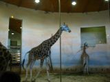 ZOO Praha - 49036 - 